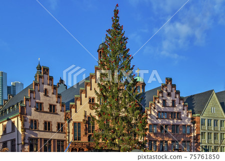Christmas tree in front of the town hall, Frankfurt 75761850