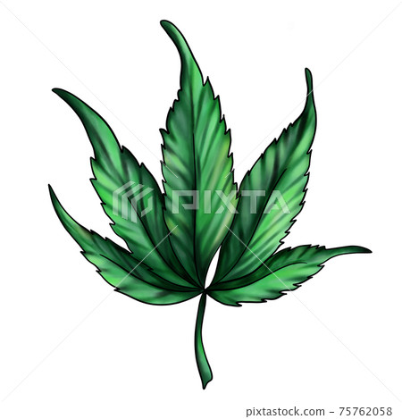 cannabis leaf isolated on a white background. Green marijuana leaf cannabis leaf isolated on a white background. Green marijuana leaf 75762058