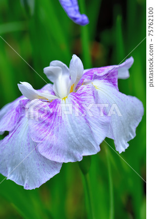 Hanashobu blooming in early summer 75762100