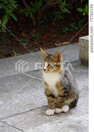 Cat Cat 75762339