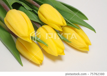 黃色鬱金香花 黃色鬱金香花 75762380