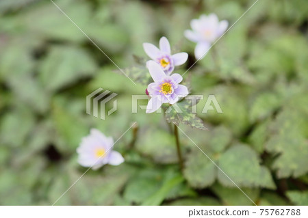 雪嗓子花 75762788