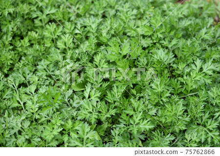 Spring mugwort 75762866
