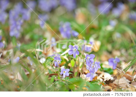 Tachitubo紫羅蘭群 Tachitubo紫羅蘭群 75762955