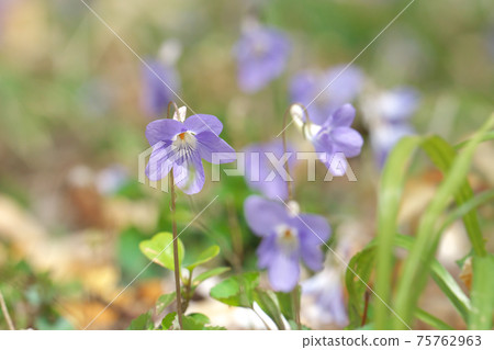 Viola grypocera Viola grypocera 75762963