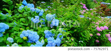 Washiko Yamagami Shrine(貓頭鷹神社)的藍色繡球花 Washiko Yamagami Shrine(貓頭鷹神社)的藍色繡球花 75762971