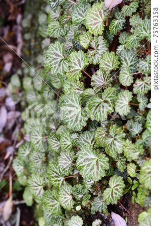 A herd of Saxifraga stolon (under the snow) 75763158