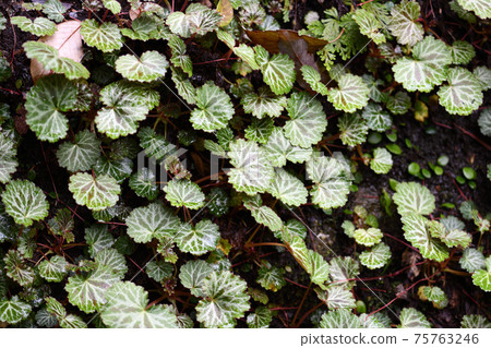 A herd of Saxifraga stolon (under the snow) 75763246