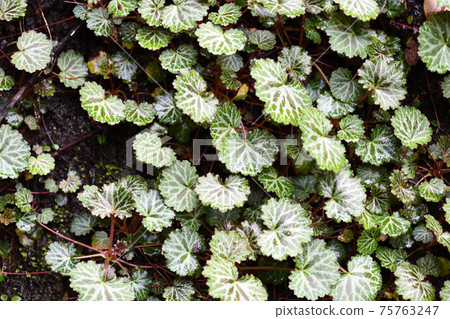A herd of Saxifraga stolon (under the snow) 75763247