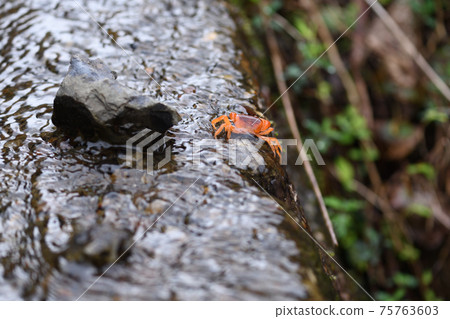 Spring Sawagani 75763603