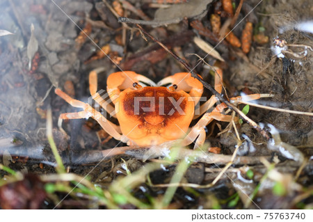 春天Sawagani 75763740