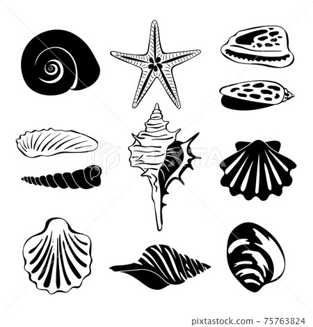 Black monochrome illustration of marine shells. silhouette isolate Black monochrome illustration of marine shells. silhouette isolate 75763824