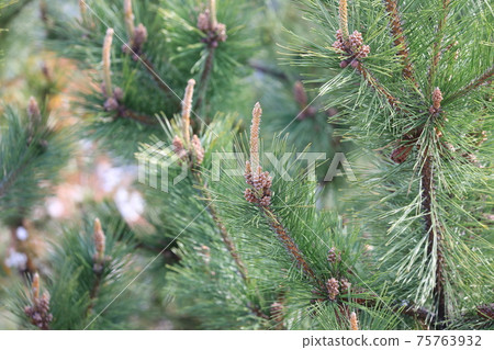 Pine Pine 75763932
