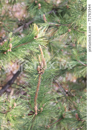 松樹 松樹 75763944