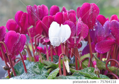 White one point 75764118