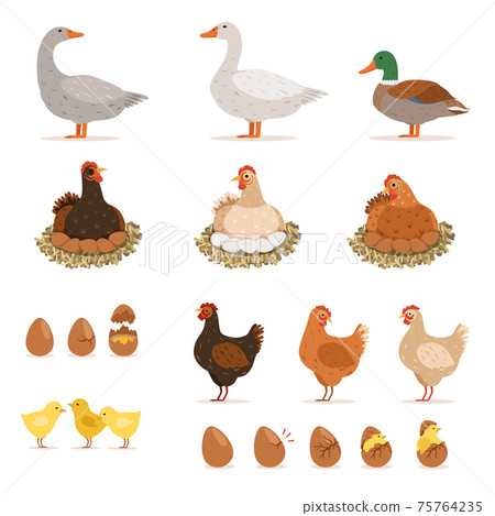 Chicken brood hen, ducks and other farm birds and his eggs. illustrations set in cartoon style 75764235
