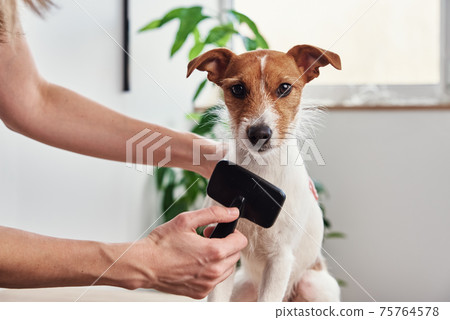 Woman brushing dog. Owner combing Jack Russell terrier. Pet care Woman brushing dog. Owner combing Jack Russell terrier. Pet care 75764578
