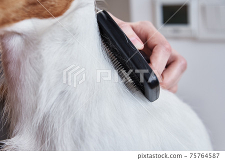 Woman brushing dog. Owner combing Jack Russell terrier. Pet care 75764587