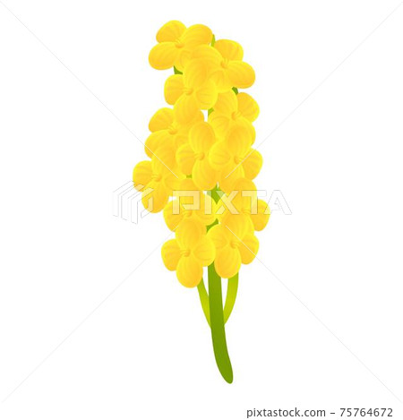 Canola bio plant icon, cartoon style 75764672