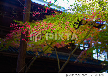 Autumn leaves in Okayama prefecture Autumn leaves in Okayama prefecture 75764789