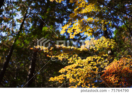 Autumn leaves in Okayama city Autumn leaves in Okayama city 75764790