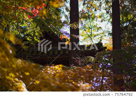 Autumn leaves of Sogenji Temple Autumn leaves of Sogenji Temple 75764792