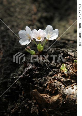 櫻花盛開在樹幹上 75765293