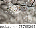 櫻花盛開 75765295