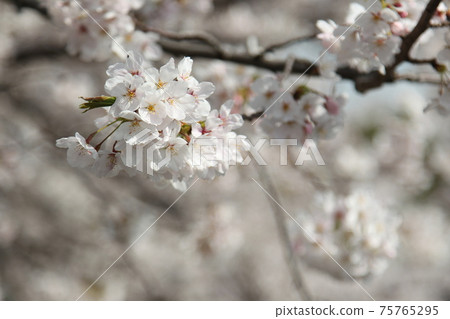 Cherry tree in full bloom  75765295