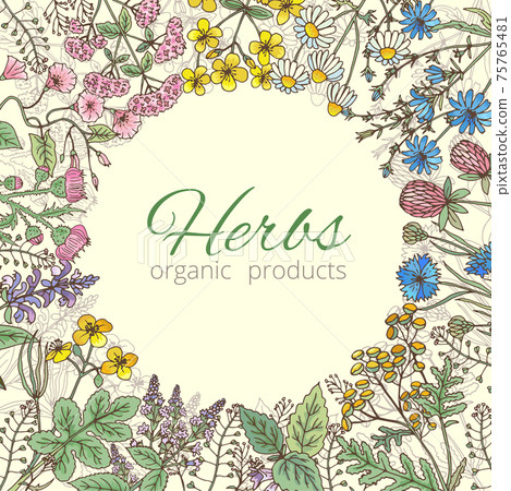 Medicinal, botanical and healing beauty herbs from garden. Background illustration 75765481