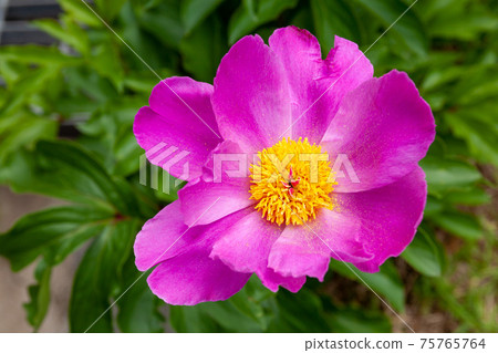 Peony Peony 75765764