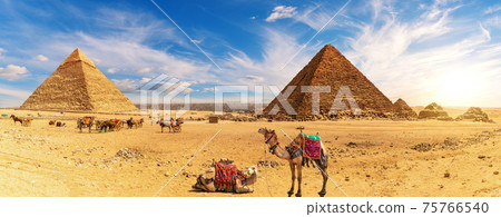 Camels by the Egypt Pyramids and the camp of bedouins, Giza 75766540