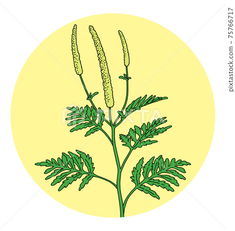 Pollen hay fever ragweed illustration alone 75766717