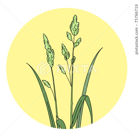 Pollen hay fever Dactylis illustration alone 75766719