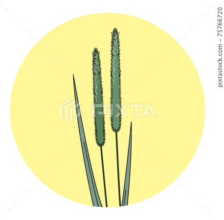 花粉花粉症的提摩太圖一個人 75766720