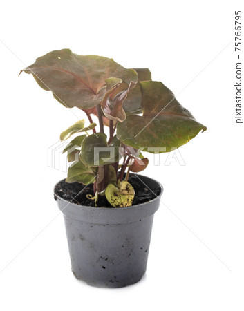 Syngonium podophyllum in studio 75766795