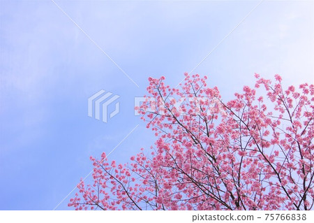 Cherry Blossoms	 75766838