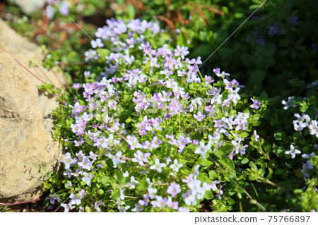 清新的小花 75766897