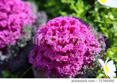 哈伯坦花 75766898