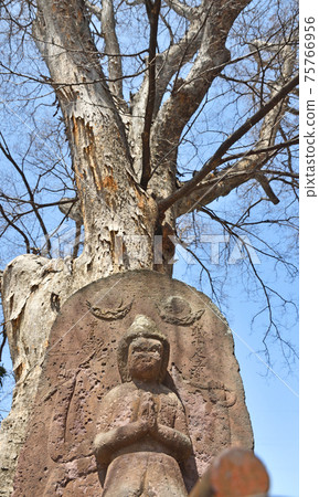 Saitama Omiya walk: Sand Yakumo Shrine Sand large zelkova and horse head Kannon monument 75766956