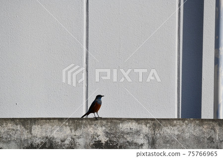 Blue rock thrush (male) standing in the city Blue rock thrush (male) standing in the city 75766965