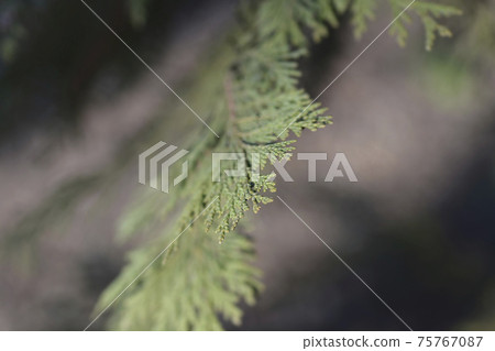 False cypress 75767087