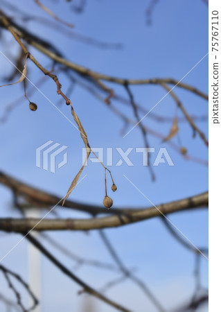 Small-leaved lime 75767110