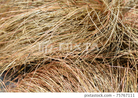 Bronze New Zealand hair sedge Bronze New Zealand hair sedge 75767111