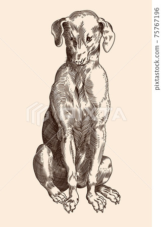 The dog sitting. 75767196