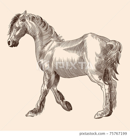 Horse without a saddle. Horse without a saddle. 75767199