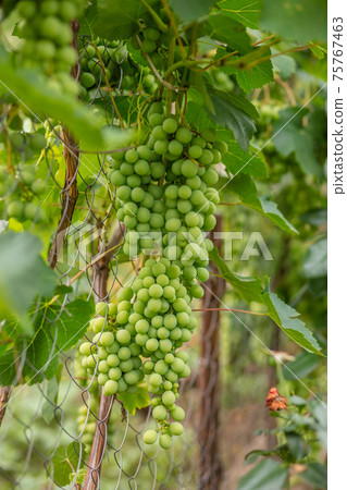 Green grapes on summer vine, multiple bunches Green grapes on summer vine, multiple bunches 75767463