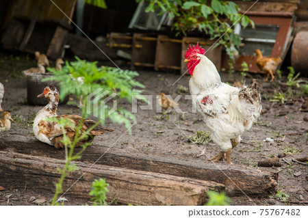 Turkeys, chickens, ducks at the farmyard. Adult individuals and small. Turkeys, chickens, ducks at the farmyard. Adult individuals and small. 75767482