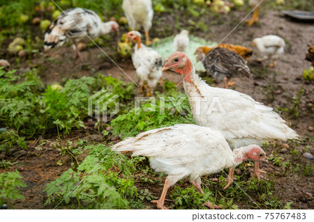 Turkeys, chickens, ducks at the farmyard. Adult individuals and small. 75767483