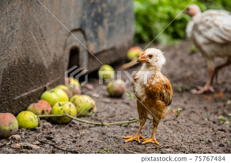 Turkeys, chickens, ducks at the farmyard. Adult individuals and small. 75767484
